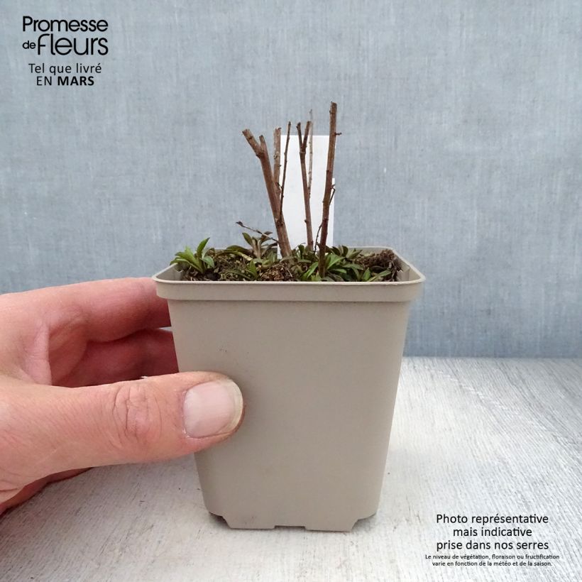 Aster ericoides Lovely Maceta de 8/9 cm Ejemplar entregado en la primavera