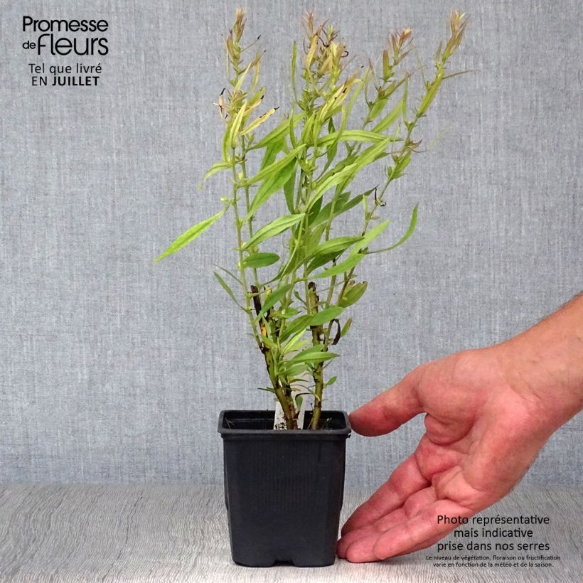 Ejemplar de Aster ericoides Pink Cloud Maceta de 7/8 cm entregado en verano