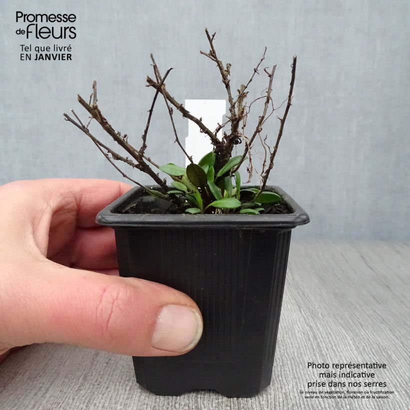 Aster ericoides Pink Cloud Maceta de 7/8 cm Ejemplar entregado en invierno