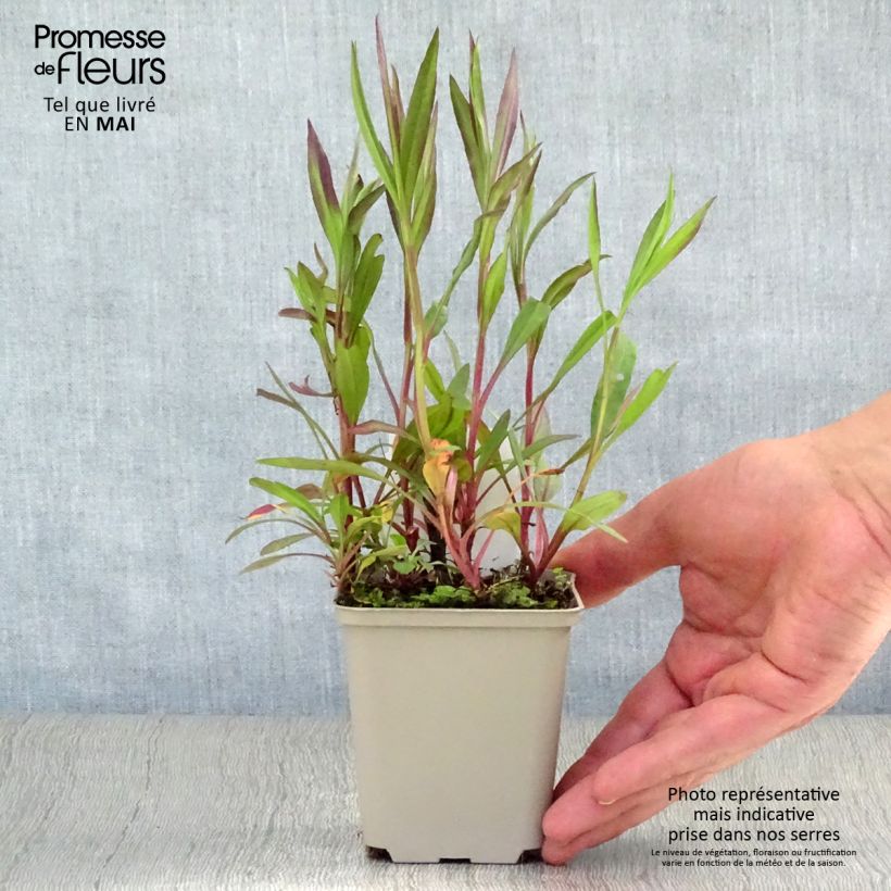 Aster ericoides Pink Cloud Maceta de 7/8 cm Ejemplar entregado en la primavera