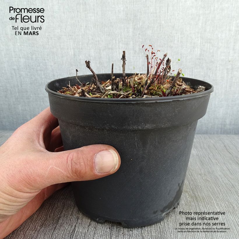 Aster ericoides Pink Cloud Maceta 2L/3L Ejemplar entregado en invierno