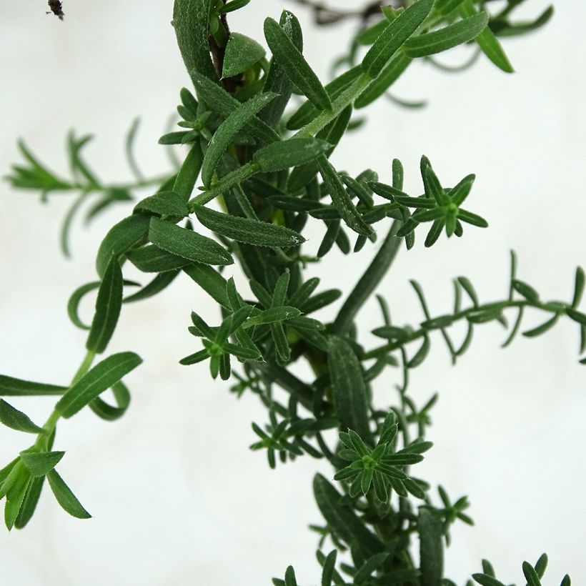 Aster ericoïdes Prostrate Form (Follaje)