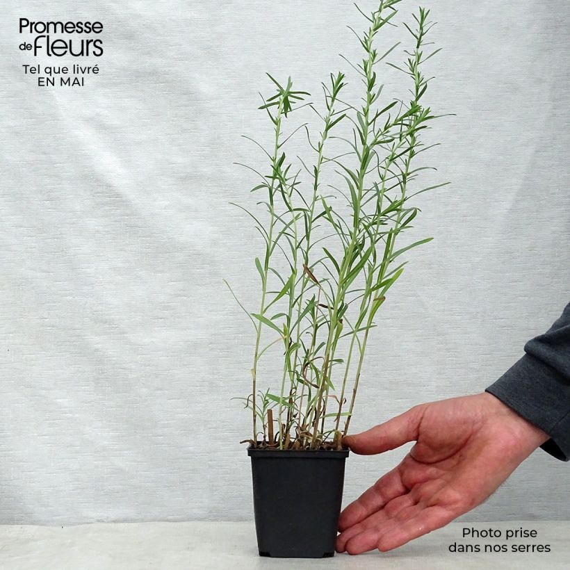 Aster ericoides Schneetanne Maceta de 8/9 cm Ejemplar entregado en la primavera