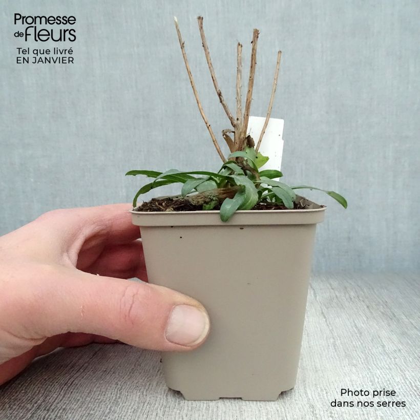 Aster ericoides Schneetanne Maceta de 8/9 cm Ejemplar entregado en invierno