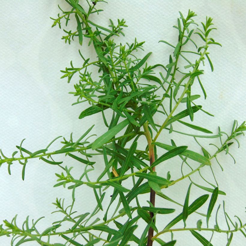 Aster ericoides f. prostratus Snow Flurry (Follaje)