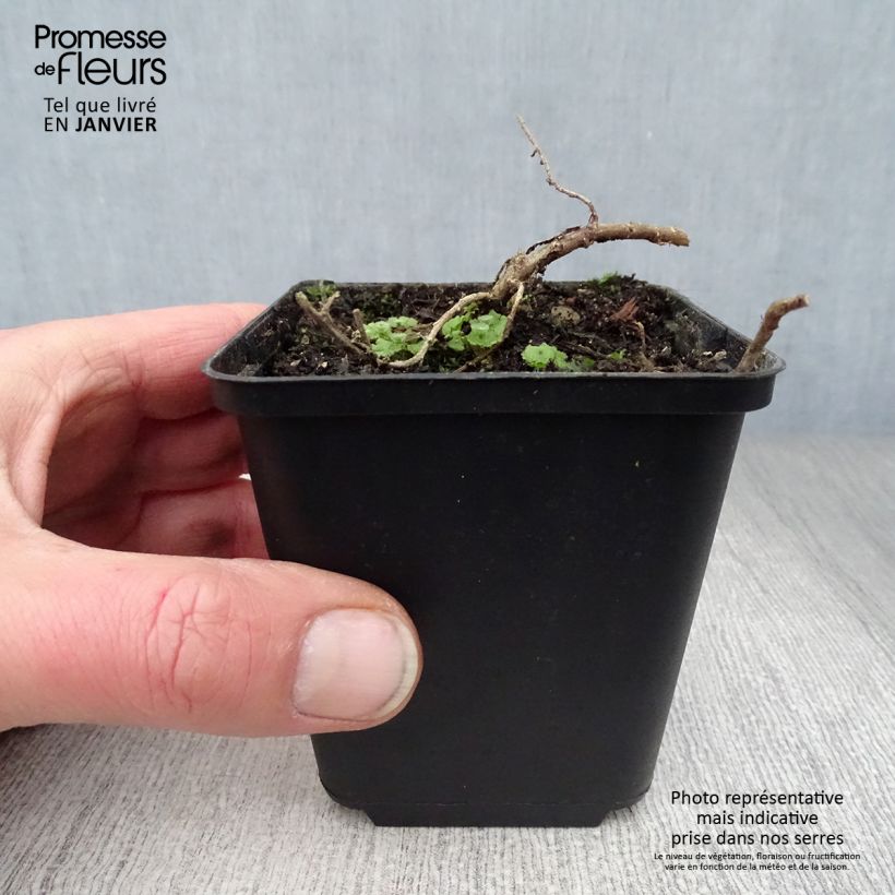 Aster ericoides f. prostratus Snow Flurry Maceta de 7/8 cm Ejemplar entregado en invierno