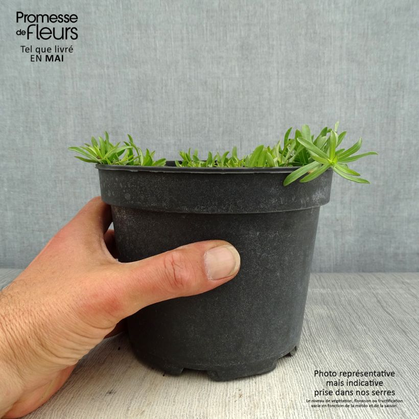 Aster ericoides f. prostratus Snow Flurry Maceta 2L/3L Ejemplar entregado en la primavera