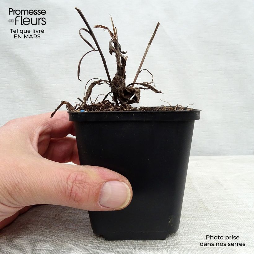 Aster frikartii Jungfrau Maceta de 8/9 cm Ejemplar entregado en la primavera