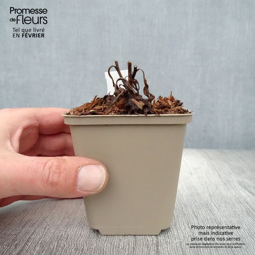 Aster frikartii Jungfrau Maceta de 8/9 cm Ejemplar entregado en invierno