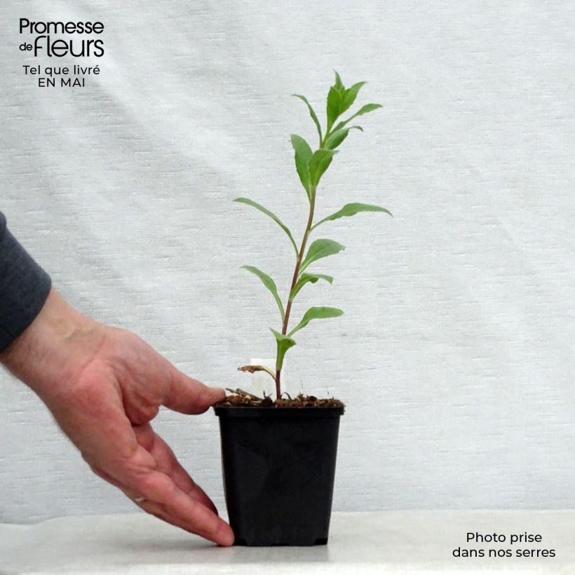 Aster frikartii Mönch Maceta de 8/9 cm Ejemplar entregado en la primavera