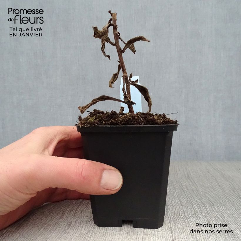 Aster frikartii Mönch Maceta de 8/9 cm Ejemplar entregado en invierno