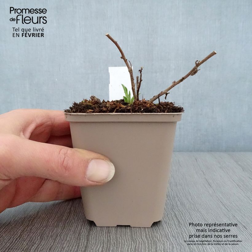 Aster frikartii Wunder von Stäfa Maceta de 8/9 cm Ejemplar entregado en invierno