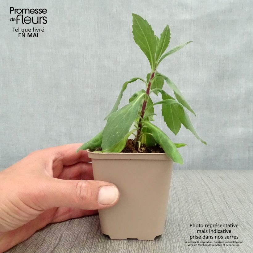 Aster frikartii Wunder von Stäfa Maceta de 8/9 cm Ejemplar entregado en la primavera