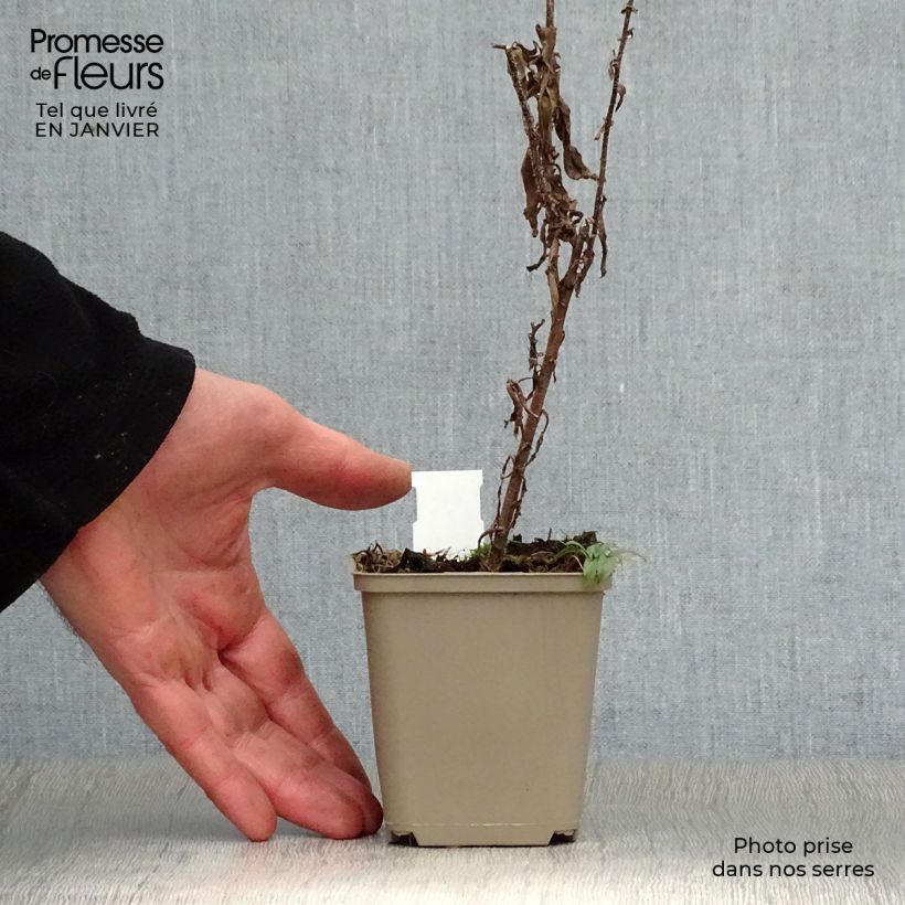 Aster novae-angliae Ann Leys Maceta de 8/9 cm Ejemplar entregado en invierno