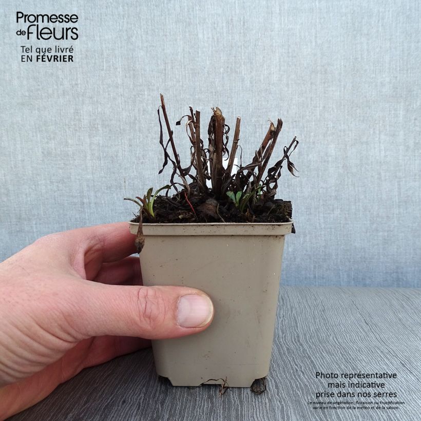 Aster Pink Star Maceta de 8/9 cm Ejemplar entregado en invierno