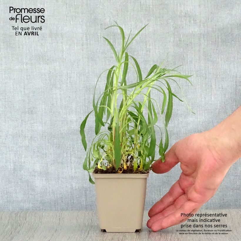 Aster Pink Star Maceta de 8/9 cm Ejemplar entregado en la primavera