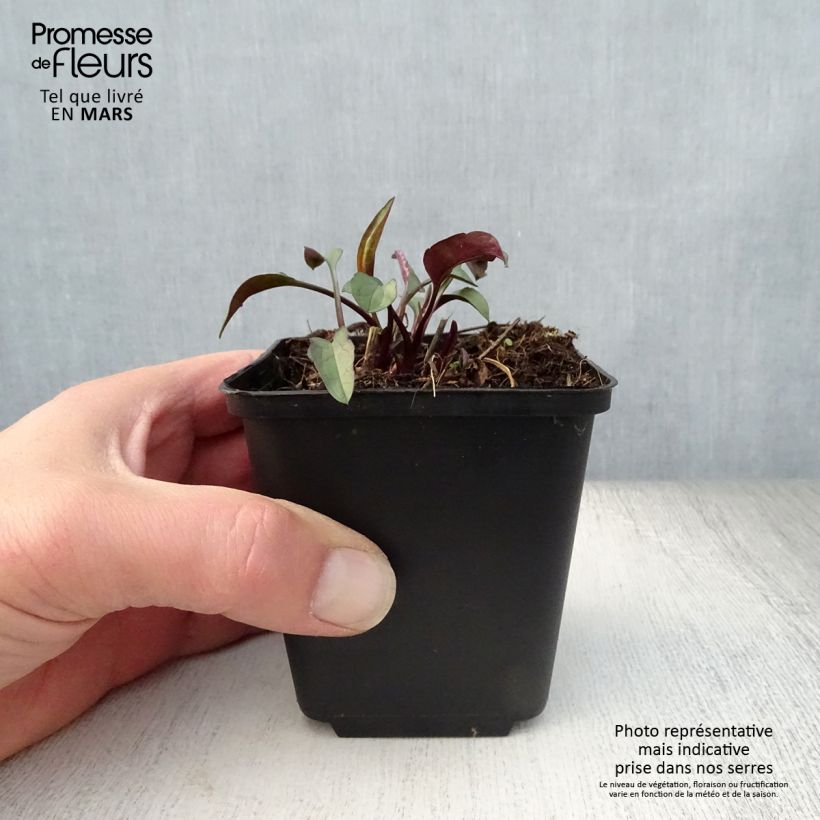 Aster laevis Maceta de 8/9 cm Ejemplar entregado en la primavera