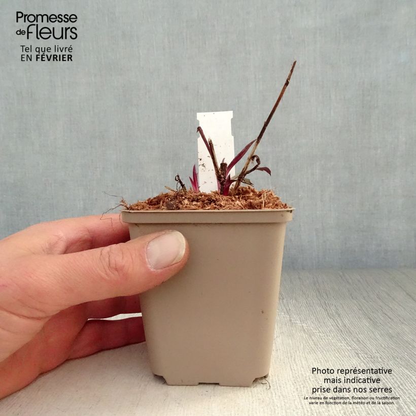 Aster laevis Calliope Maceta de 8/9 cm Ejemplar entregado en invierno