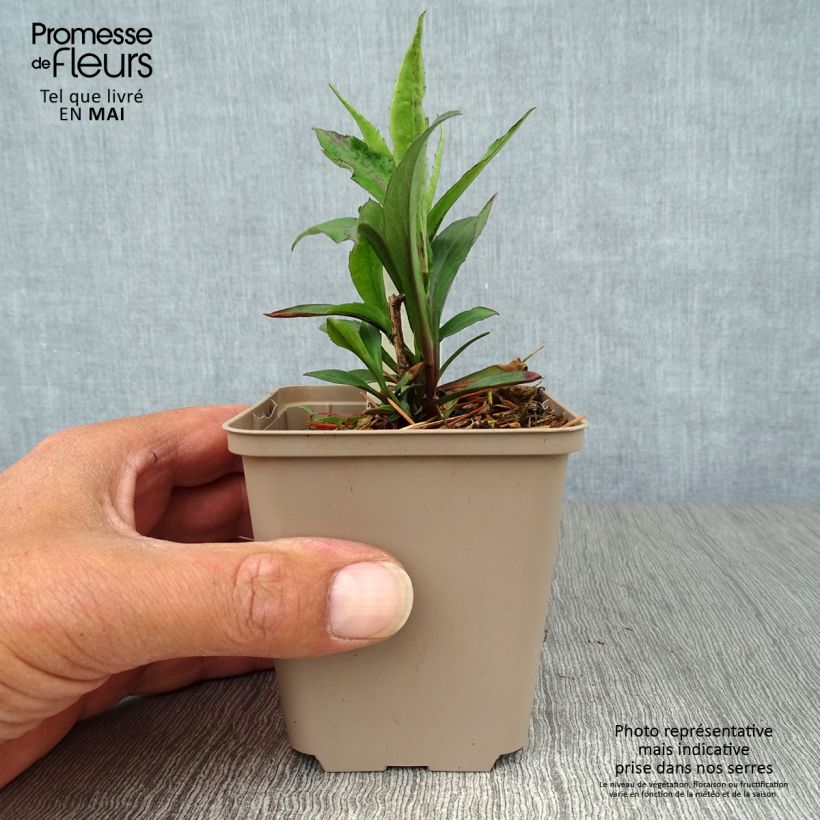 Aster laevis Calliope Maceta de 8/9 cm Ejemplar entregado en la primavera