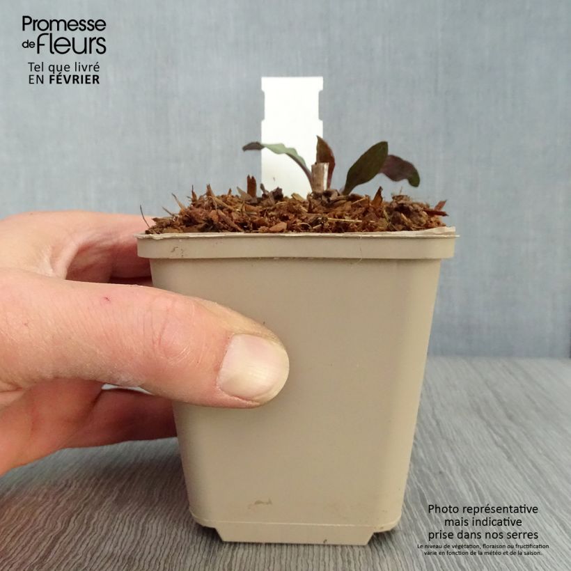 Aster lateriflorus Chloe Maceta de 8/9 cm Ejemplar entregado en invierno