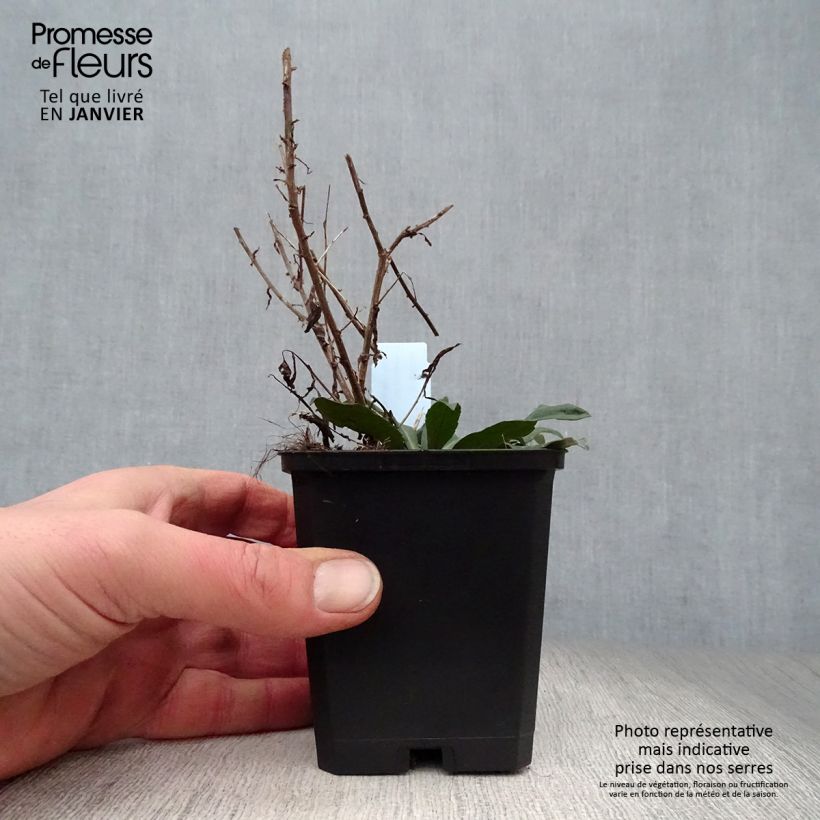 Aster lateriflorus Horizontalis Maceta de 8/9 cm Ejemplar entregado en invierno