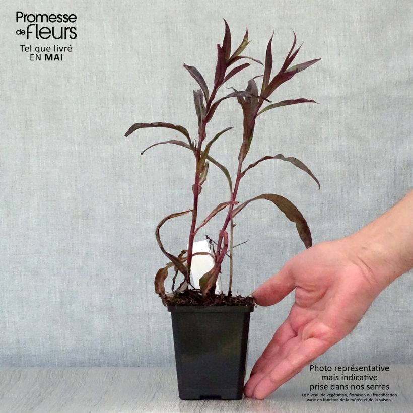 Aster lateriflorus Lady In Black Maceta de 8/9 cm Ejemplar entregado en la primavera