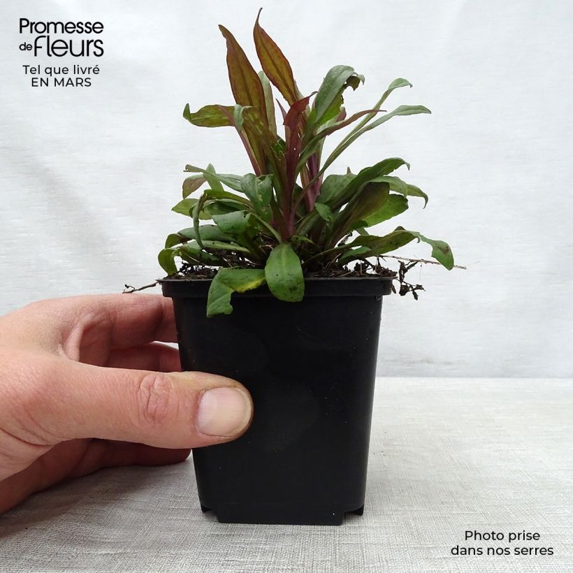 Aster lateriflorus Prince Maceta de 8/9 cm Ejemplar entregado en la primavera