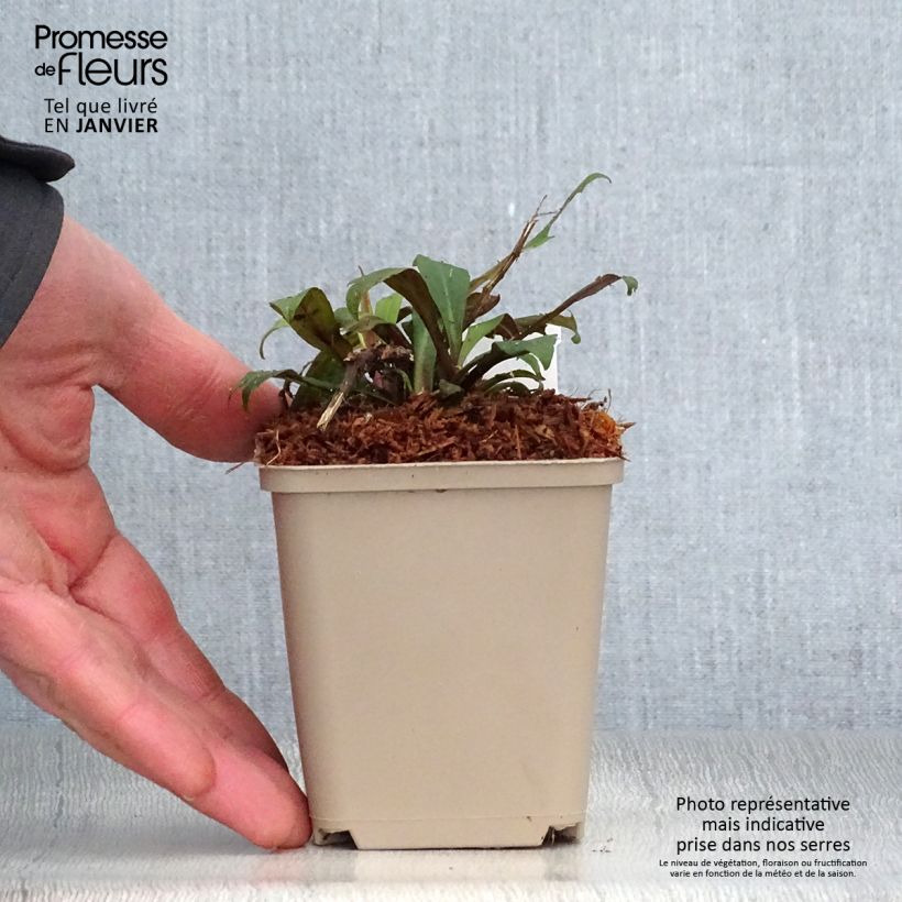 Aster lateriflorus Prince Maceta de 8/9 cm Ejemplar entregado en invierno