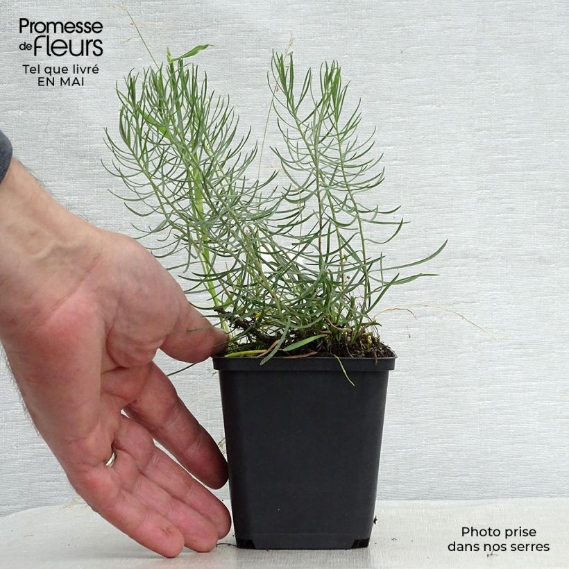 Aster linosyris Maceta de 8/9 cm Ejemplar entregado en la primavera