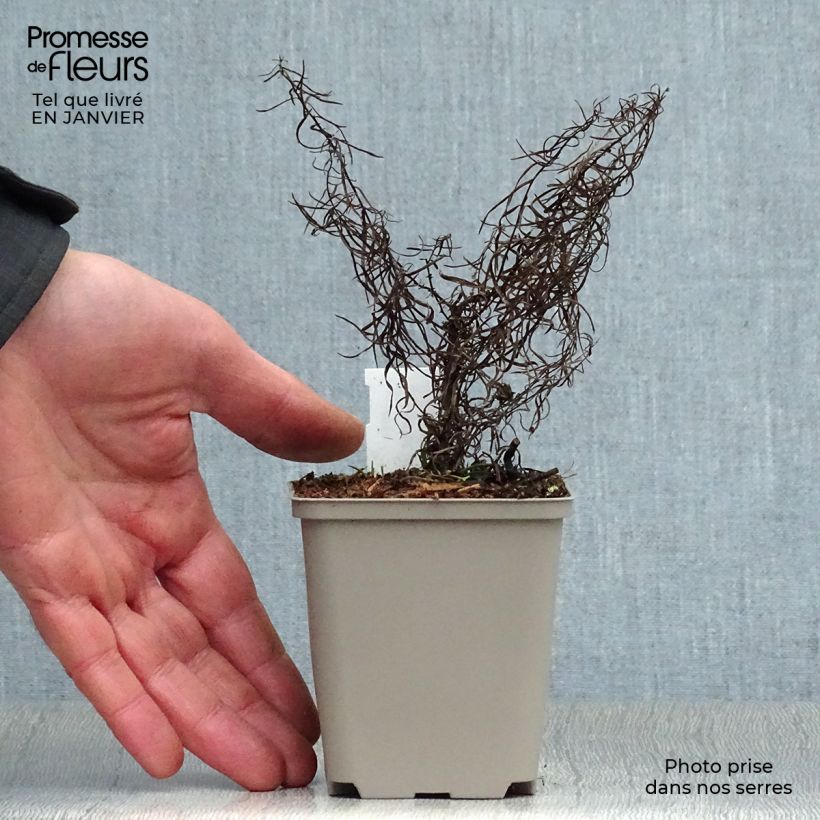 Aster linosyris Maceta de 8/9 cm Ejemplar entregado en invierno