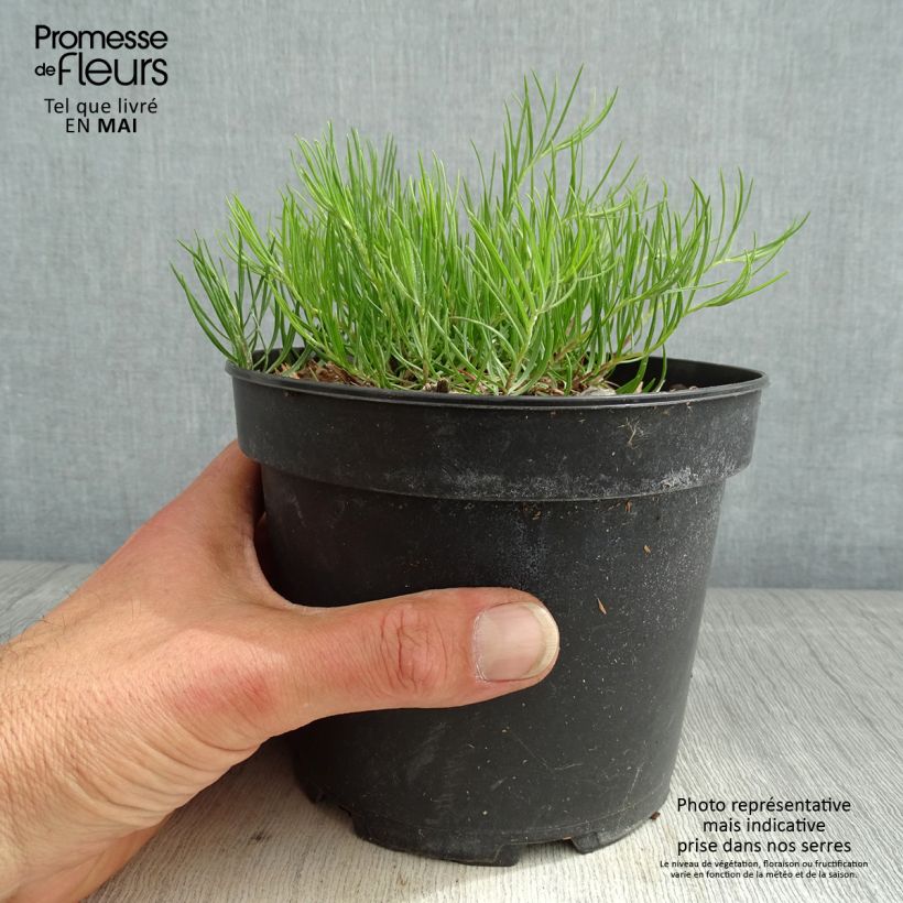 Aster linosyris Maceta 2L/3L Ejemplar entregado en la primavera