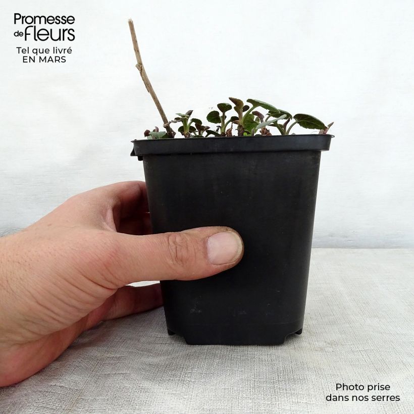 Aster macrophyllus Albus Maceta de 8/9 cm Ejemplar entregado en la primavera