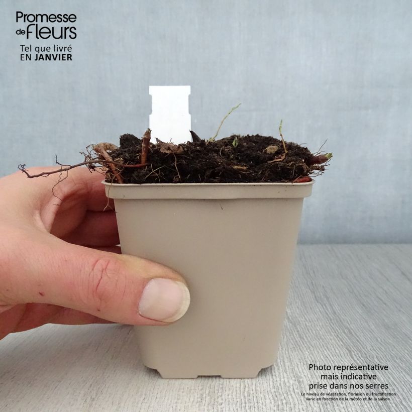 Aster macrophyllus Albus Maceta de 8/9 cm Ejemplar entregado en invierno