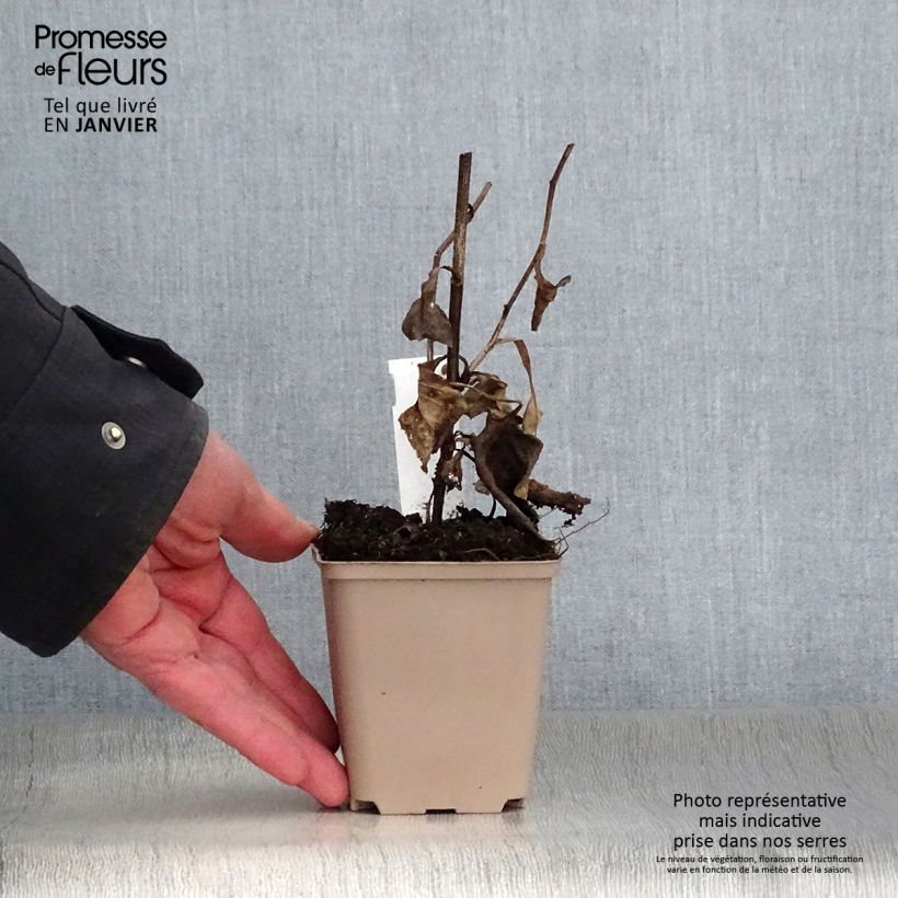 Aster macrophyllus Maceta de 8/9 cm Ejemplar entregado en invierno