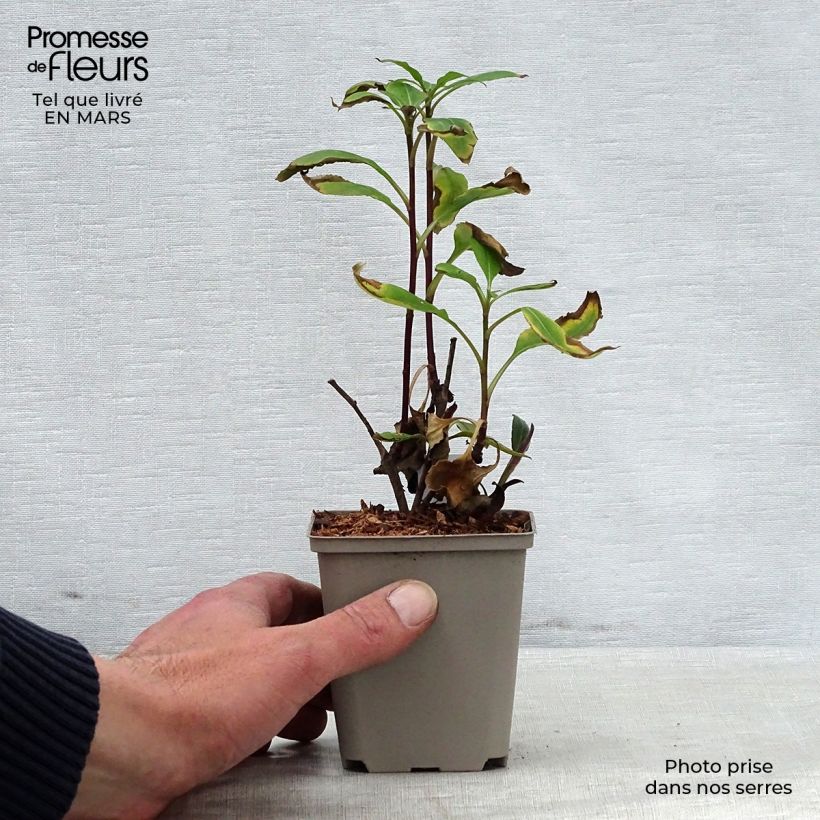 Aster macrophyllus Twilight Maceta de 8/9 cm Ejemplar entregado en la primavera