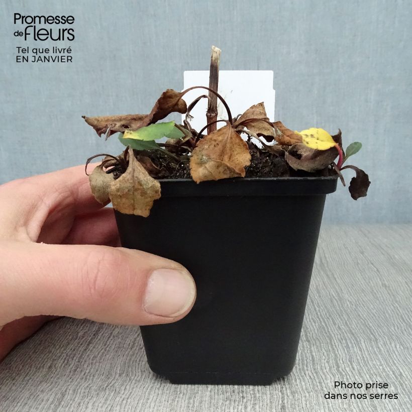 Aster macrophyllus Twilight Maceta de 8/9 cm Ejemplar entregado en invierno