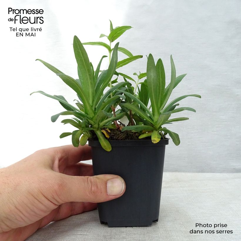 Aster novae-angliae Andenken an Alma Pötschke Maceta de 7/8 cm Ejemplar entregado en la primavera