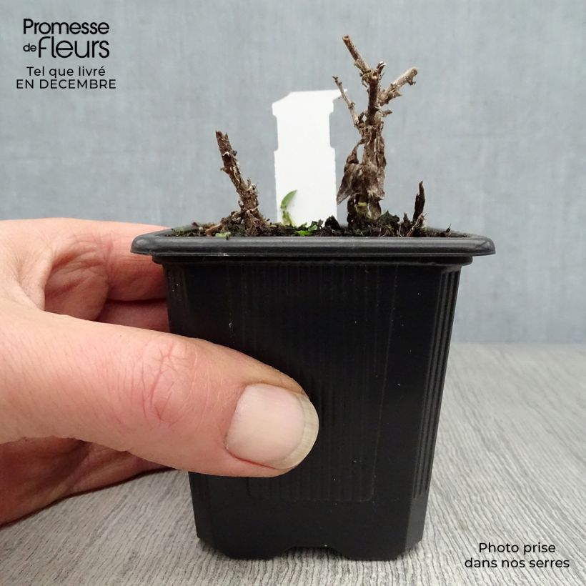 Aster novae-angliae Andenken an Alma Pötschke Maceta de 7/8 cm Ejemplar entregado en invierno