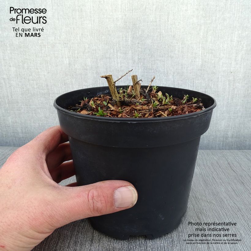 Aster novae-angliae Andenken an Alma Pötschke Maceta 2L/3L Ejemplar entregado en invierno