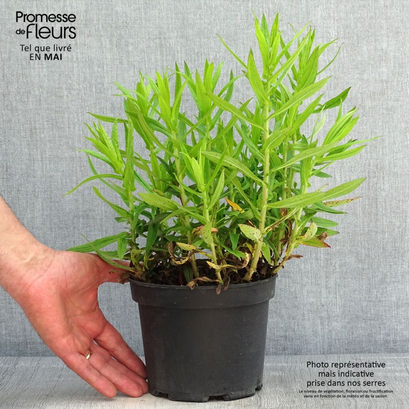 Aster novae-angliae Andenken an Alma Pötschke Maceta 2L/3L Ejemplar entregado en la primavera