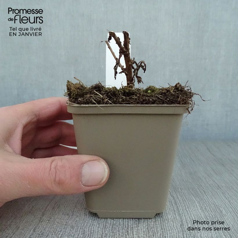 Aster novae-angliae Andenken an Paul Gerber Maceta de 8/9 cm Ejemplar entregado en invierno