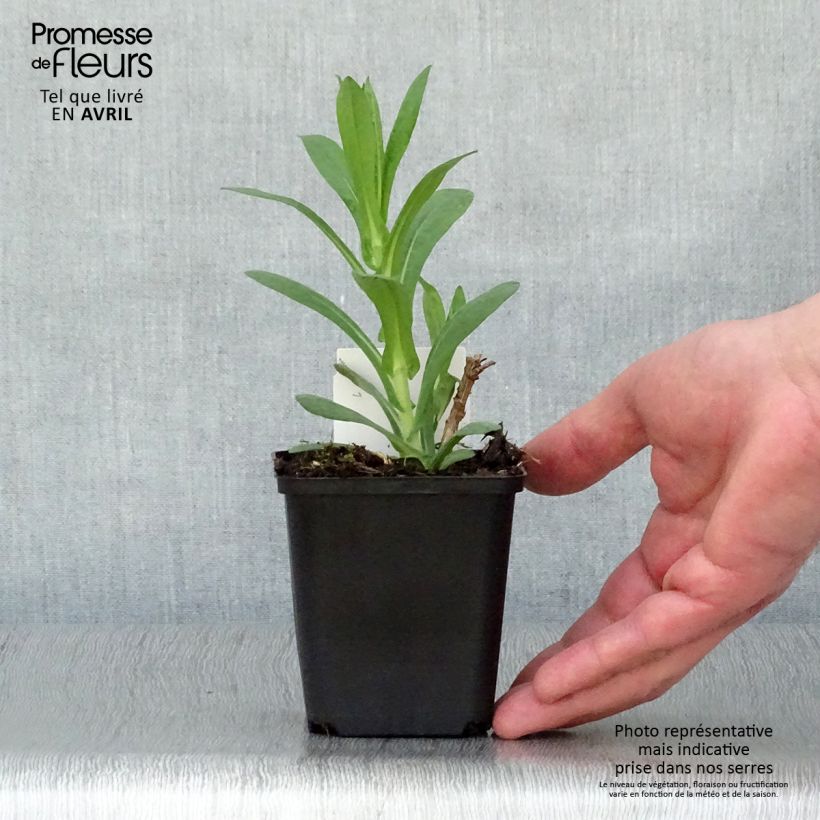 Aster novae-angliae Andenken an Paul Gerber Maceta de 8/9 cm Ejemplar entregado en la primavera