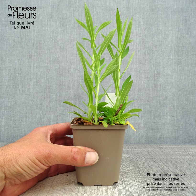 Aster novae-angliae Annabelle de Chazal Maceta de 8/9 cm Ejemplar entregado en la primavera