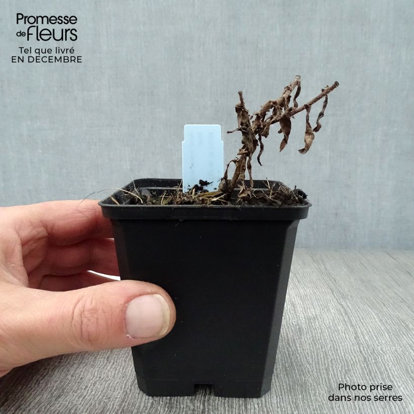 Aster novae-angliae Barrs Blue Maceta de 8/9 cm Ejemplar entregado en invierno