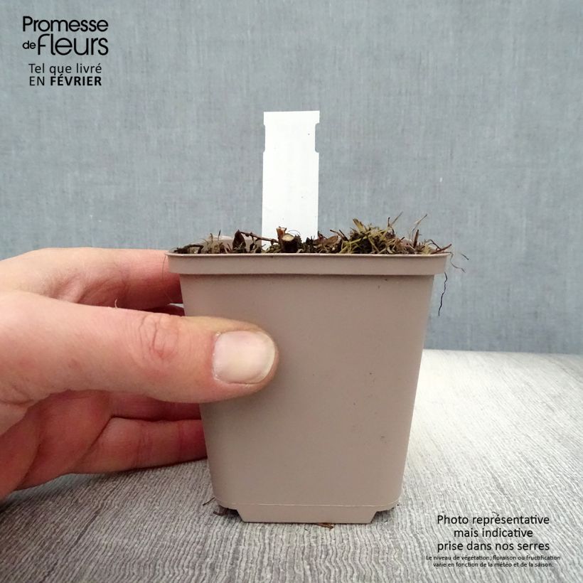 Aster novae-angliae Barrs Pink Maceta de 8/9 cm Ejemplar entregado en invierno