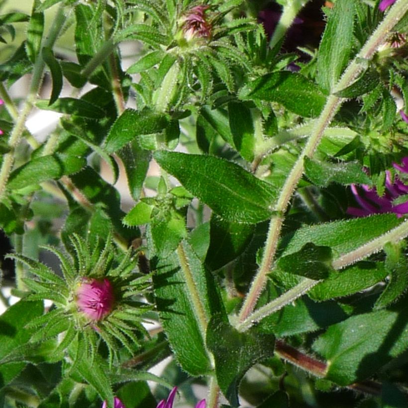 Aster novae-angliae Constanz (Follaje)