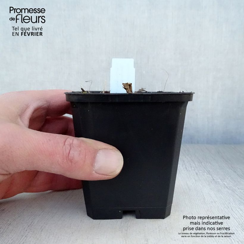 Aster novae-angliae Herbstschnee Maceta de 8/9 cm Ejemplar entregado en invierno