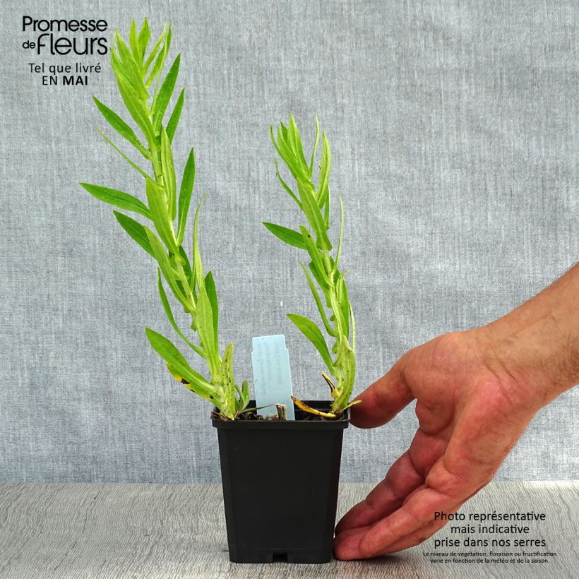 Aster novae-angliae Herbstschnee Maceta de 8/9 cm Ejemplar entregado en la primavera