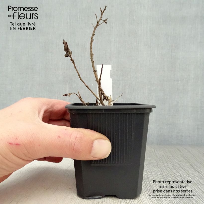 Aster novae-angliae Purple Dome Maceta de 8/9 cm Ejemplar entregado en invierno