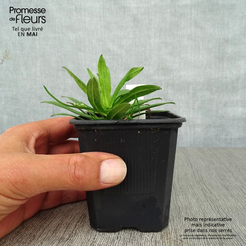 Aster novae-angliae Purple Dome Maceta de 8/9 cm Ejemplar entregado en la primavera